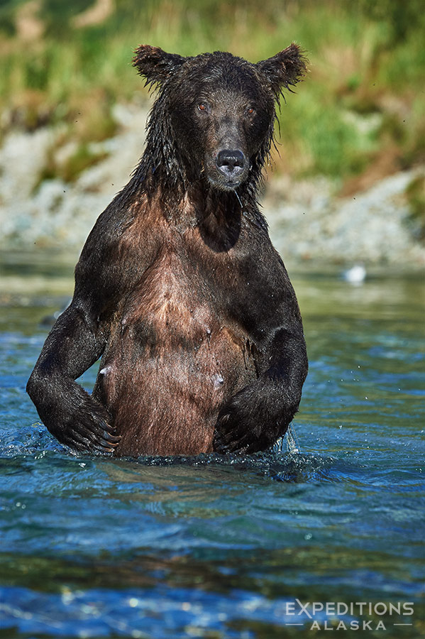 Female brown bear fishing in Alaska.