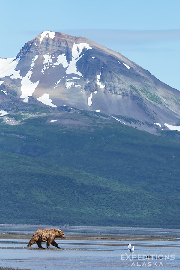 Brown bear at Hallo Bay, Alaska.