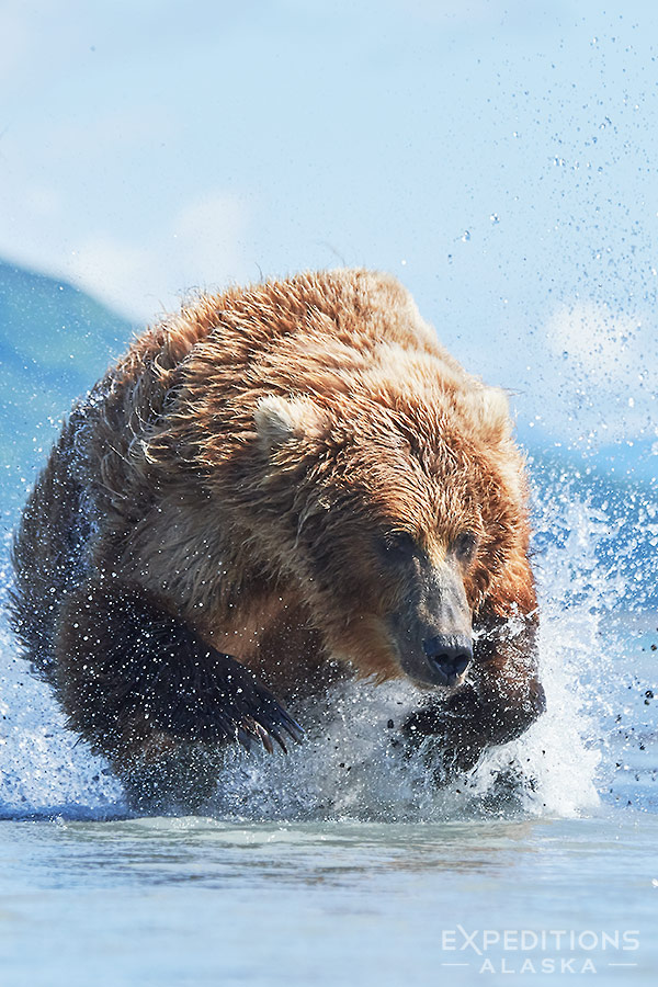 Alaska female brown bear chasing salmon. 