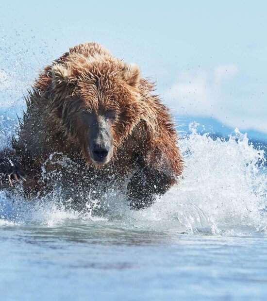 Female brown bear chasing salmon in the shallows of Hallo Bay, Katmai National Park and Preserve, Alaska.