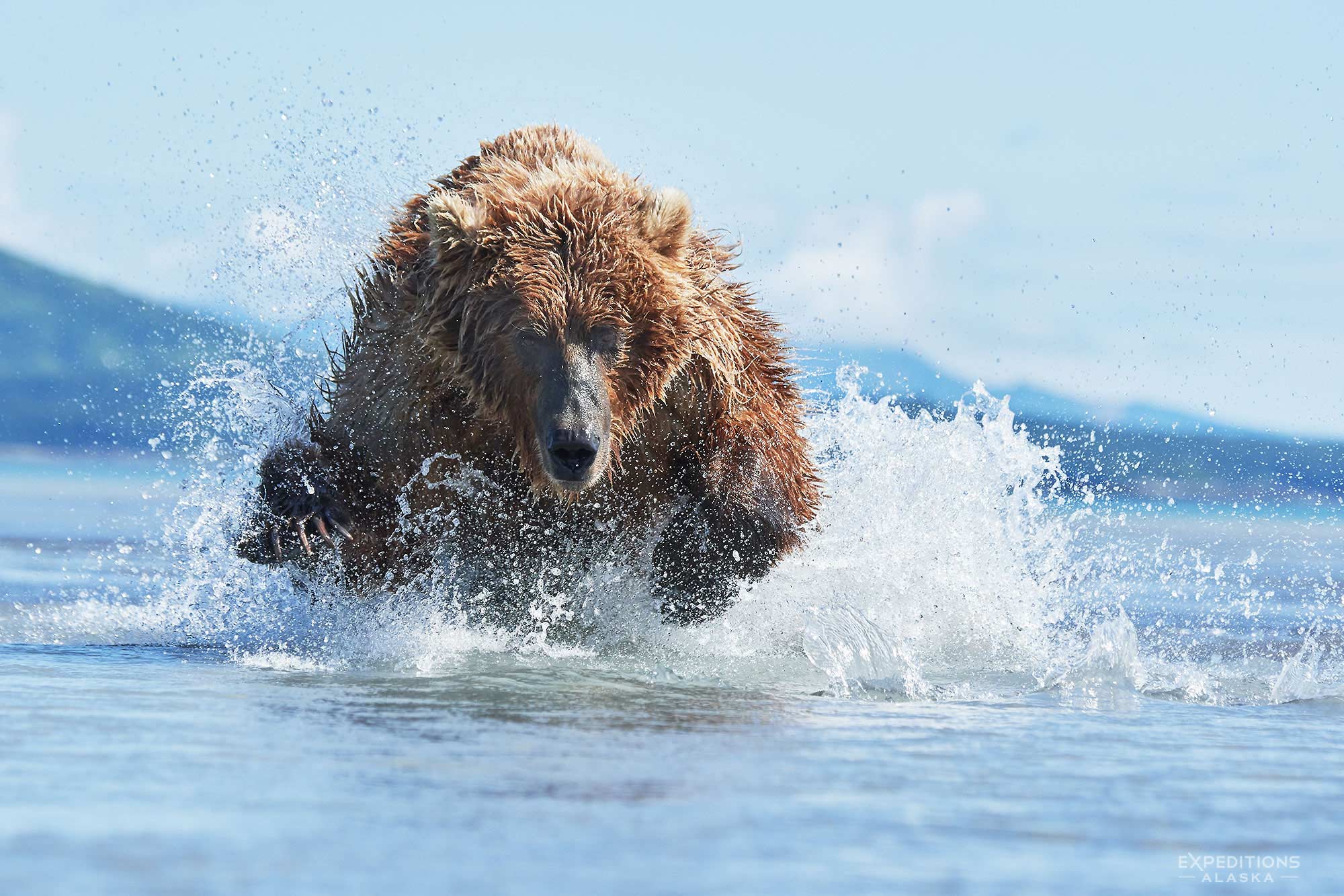 Female brown bear chasing salmon in the shallows of Hallo Bay, Katmai National Park and Preserve, Alaska.