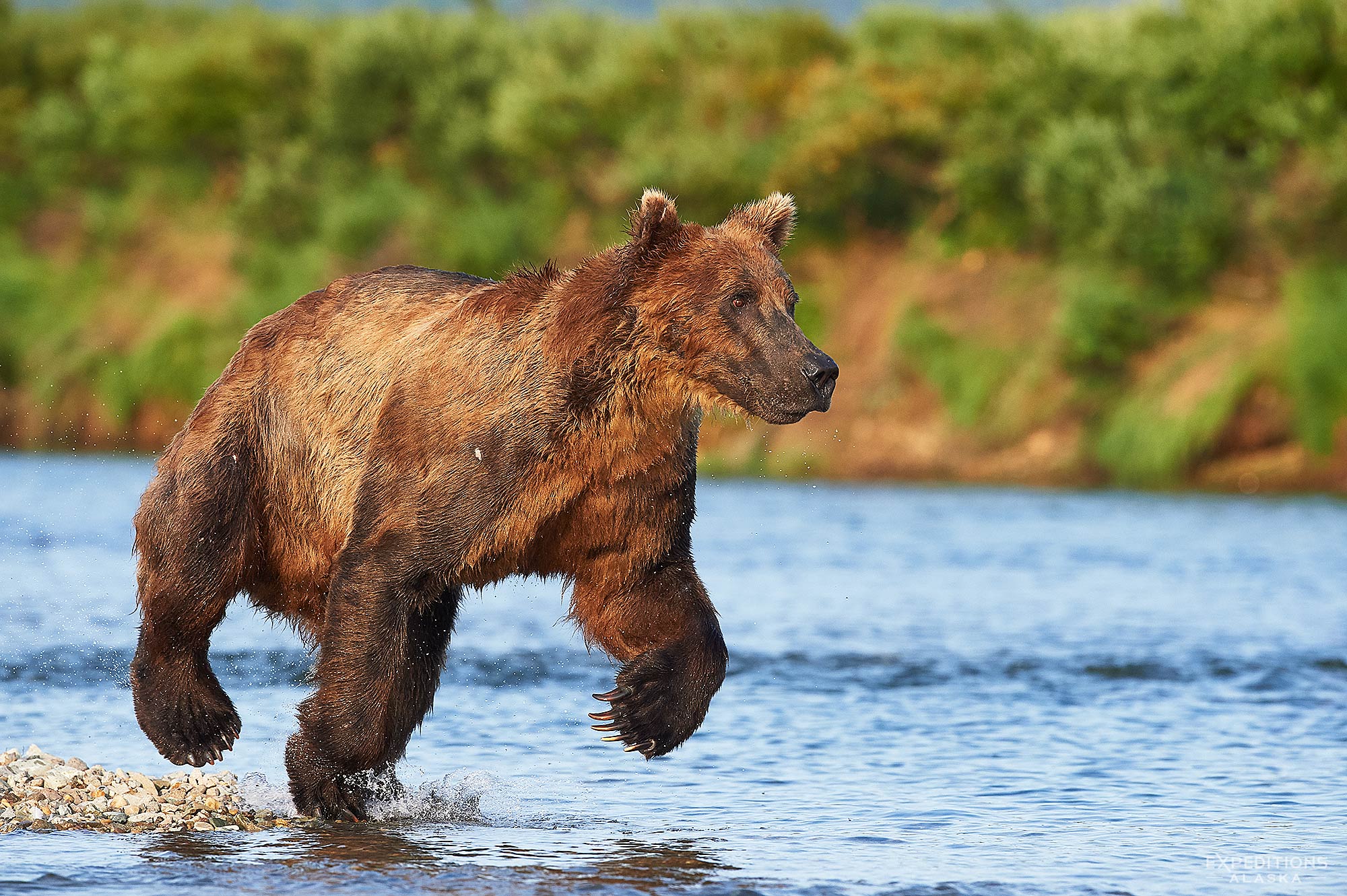 Brown bear chasing Sockeye Salmon, Katmai National Park, Alaska.
