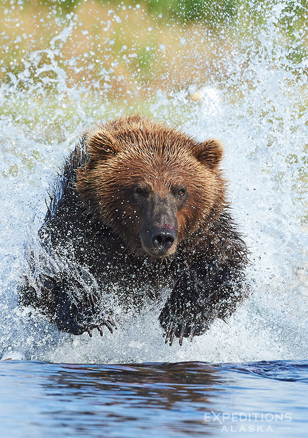 Brown bear chasing sockeye salmon Alaska.