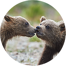 2 young brown bear cubs, Alaska.
