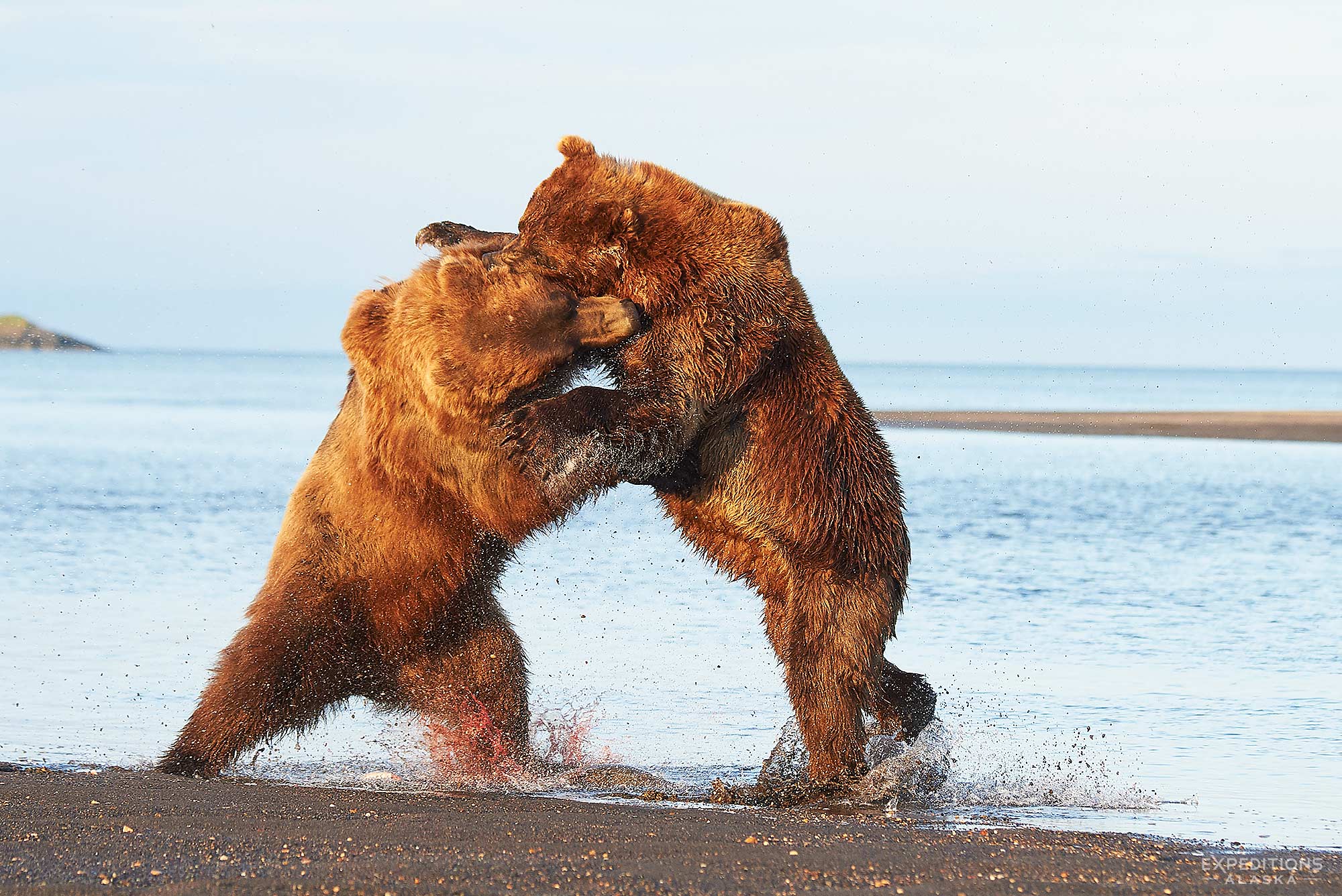 2 large adult male Brown bears fighting over salmon, at Hallo Bay, Katmai National Park and Preserve, Alaska.