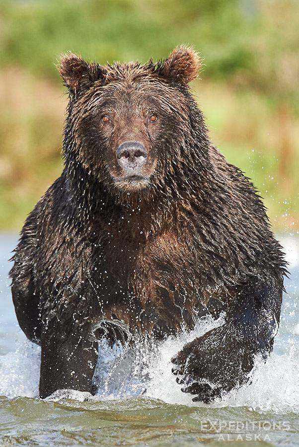 Alaska brown bear chasing salmon.