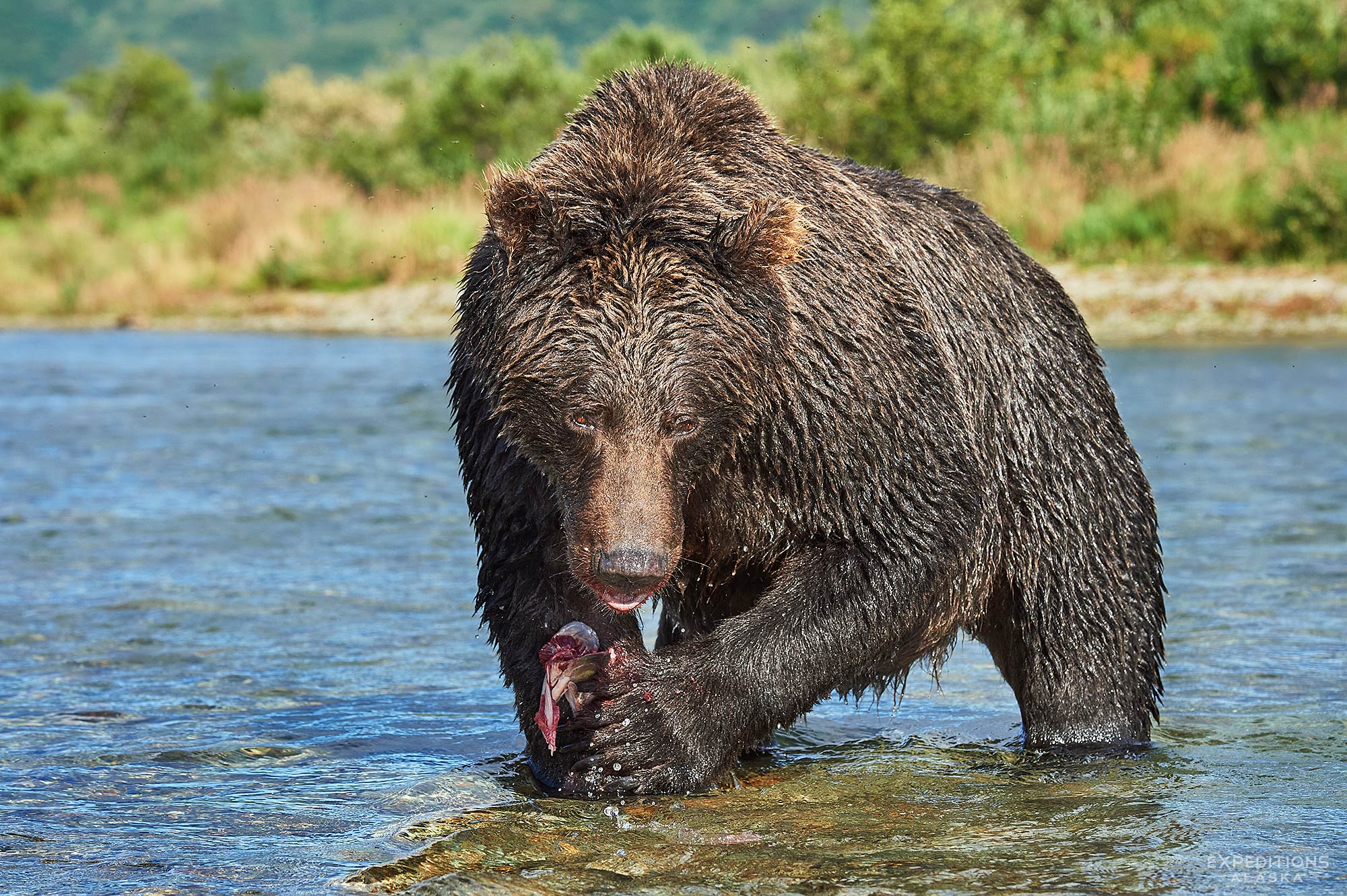 Brown bear eating a freshly caught Chum salmon in Katmai National Park and Preserve, Alaska.