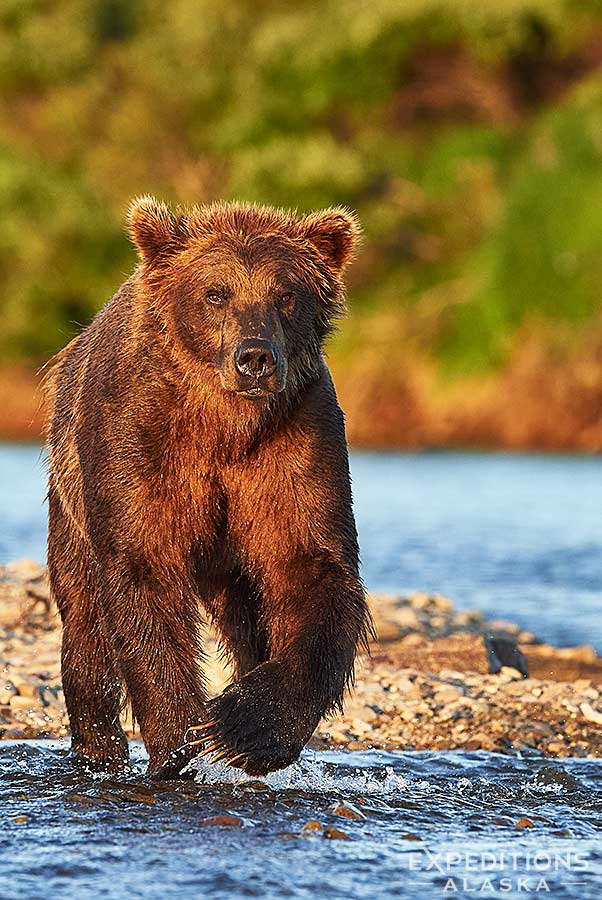 Alaska brown bear photo tour.