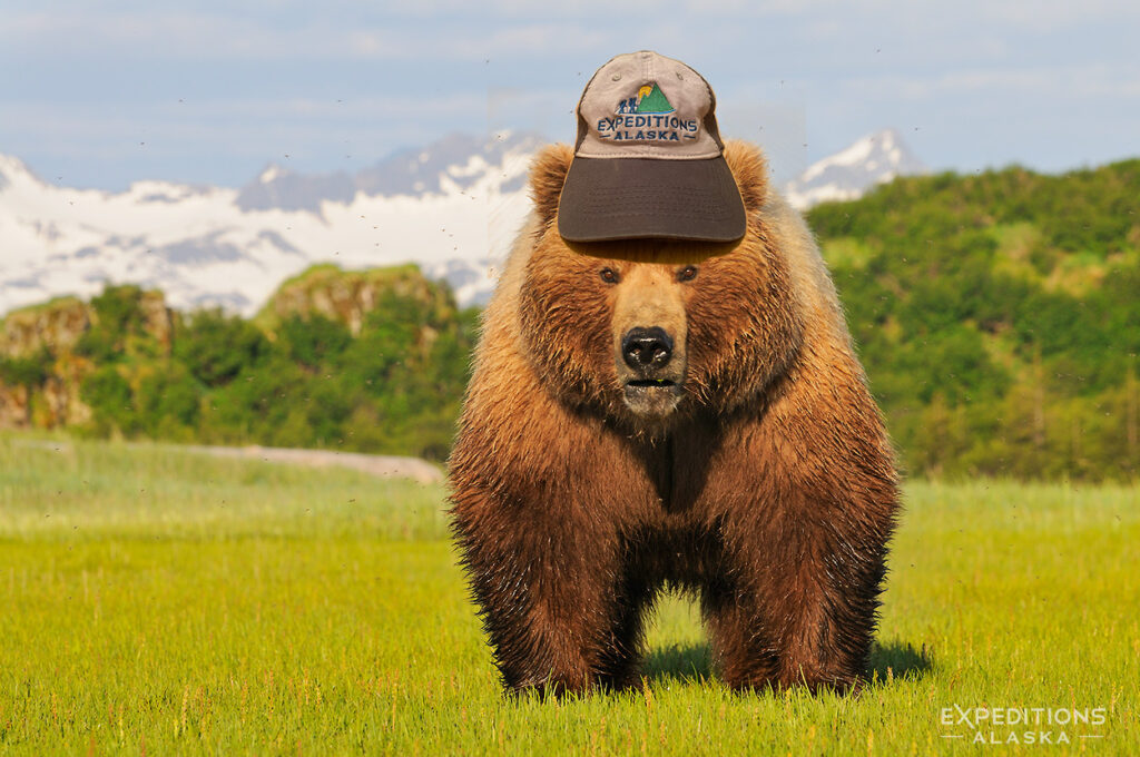 Brown bear (Ursus arctos), at Hallo Bay, Katmai National Park and Preserve, Alaska.