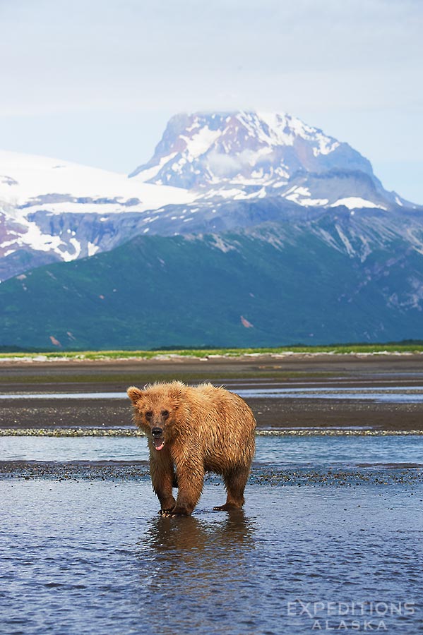 Alaska brown bear and the mountains of the Katmai Coast, Katmai National Park, Alaska.
