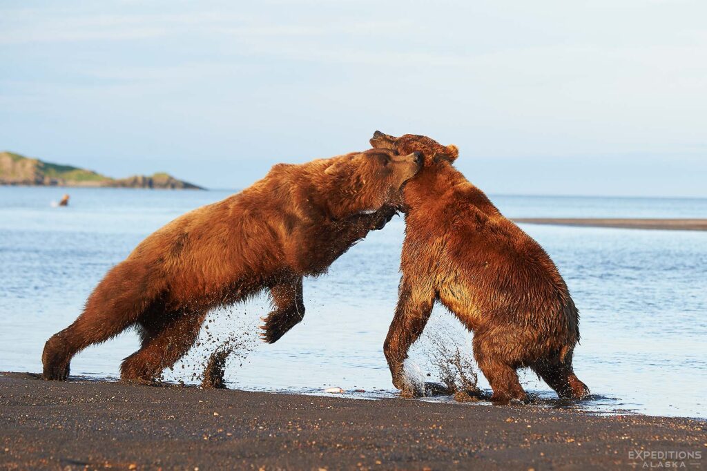 Male brown bears fighting over a salmon at Hallo Bay Alaska.