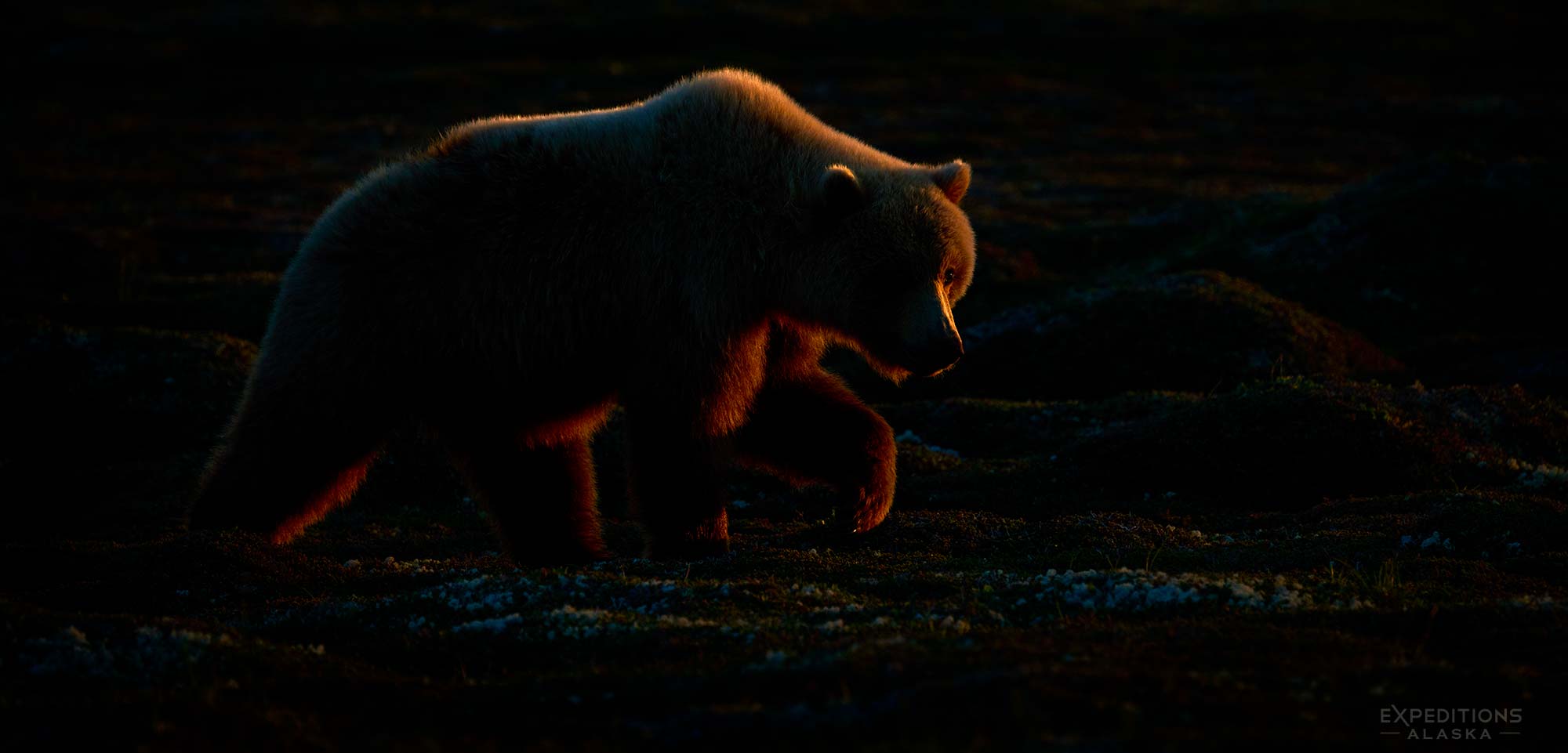 Brown bear, Katmai National Park and Preserve, Alaska. Ursus arctos.