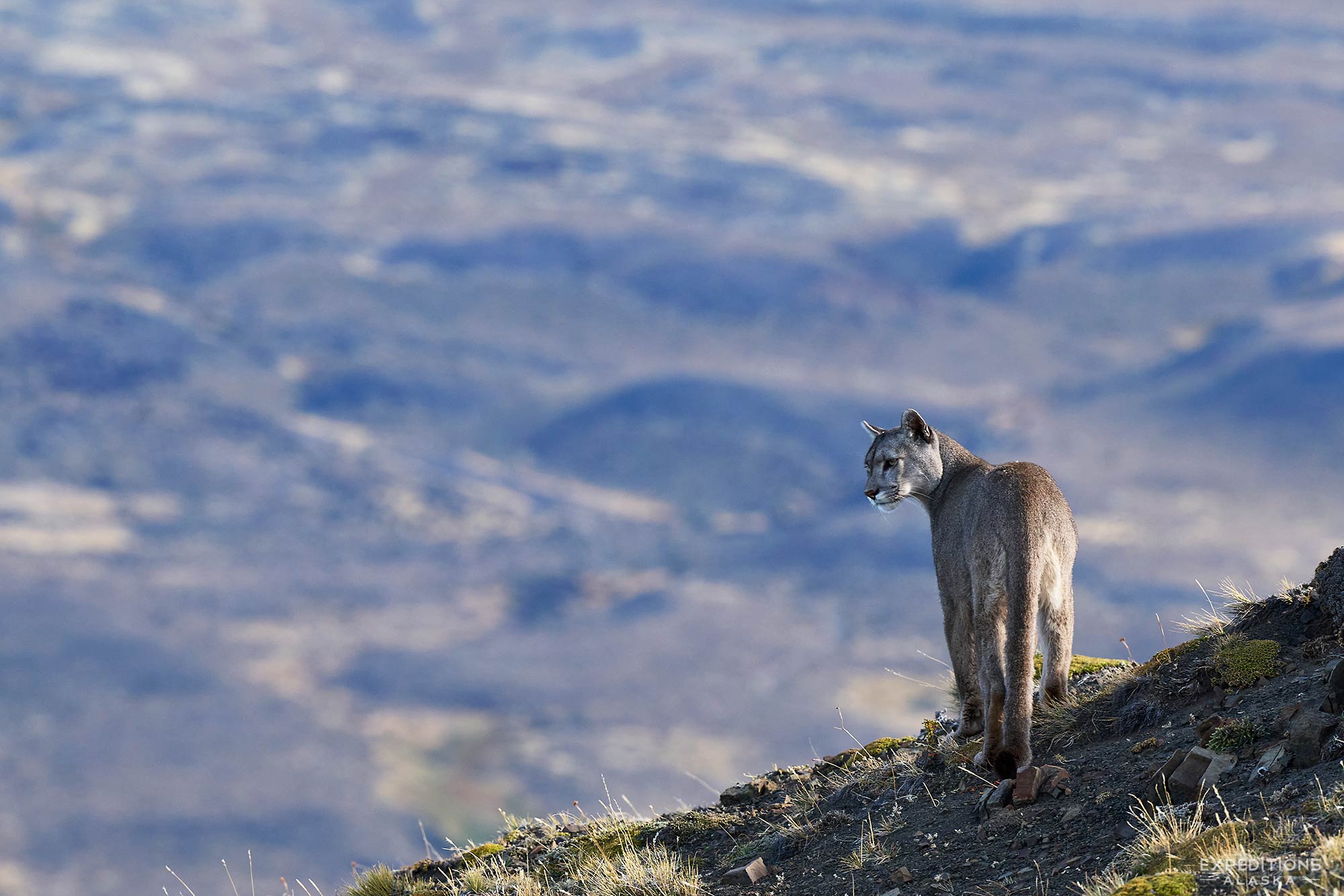 Patagonia Puma Photo Tour