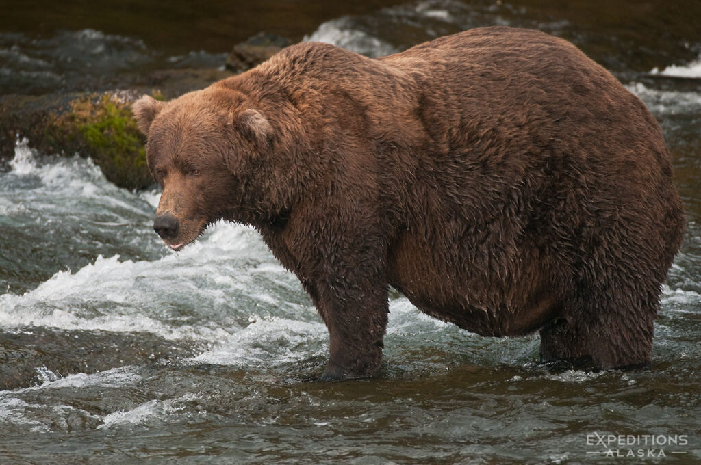 Survival of the Fattest. Brown bear in the Fall.