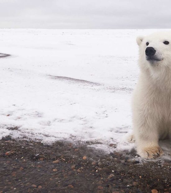 Polar bear cub ANWR Alaska