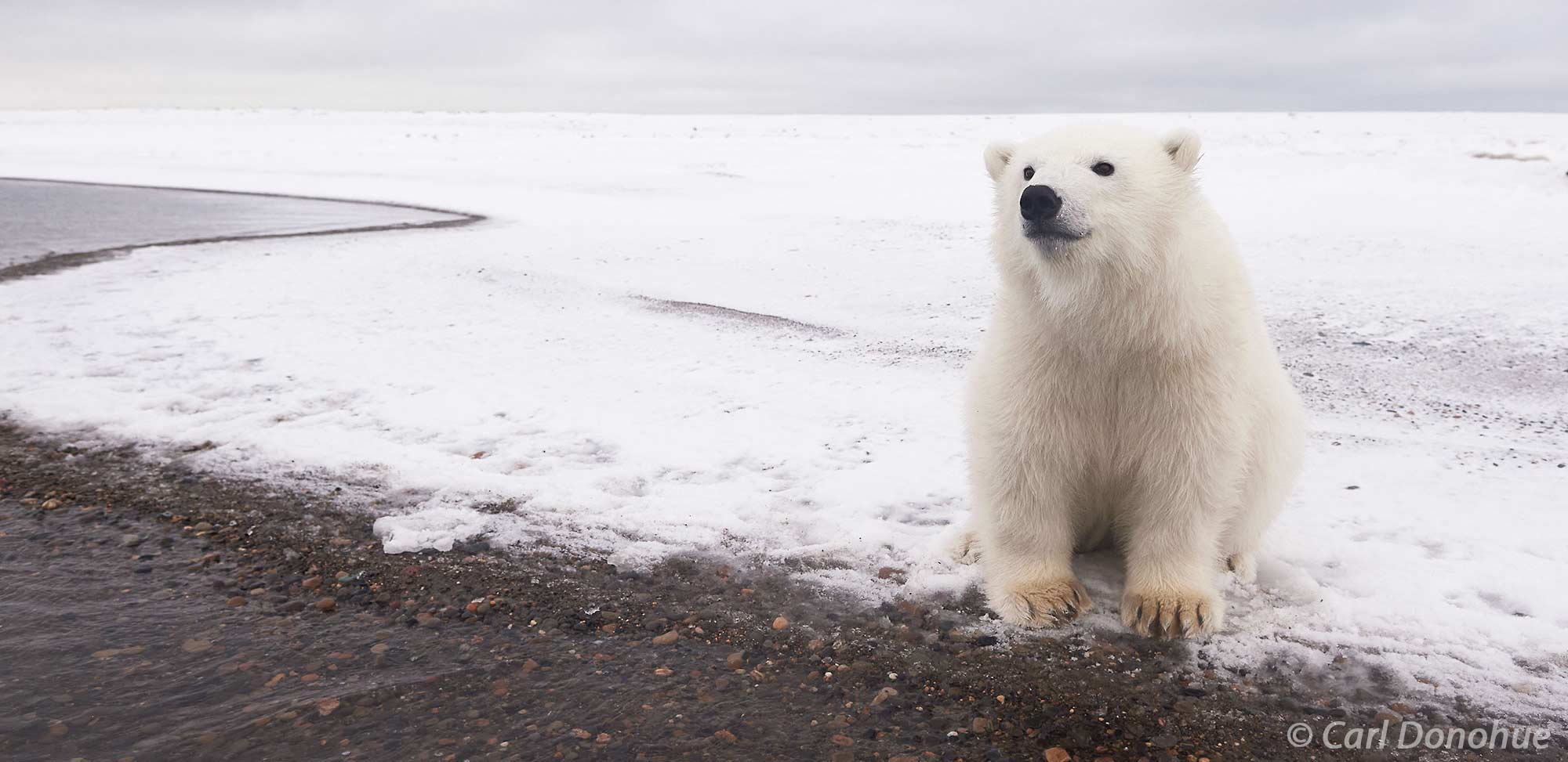 Polar bear cub ANWR Alaska