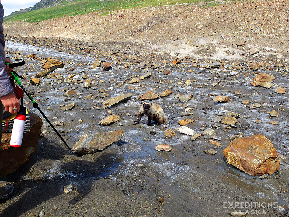 A backpacking guide, bear spray and a wolverine in Wrangell-St. Elias National Park