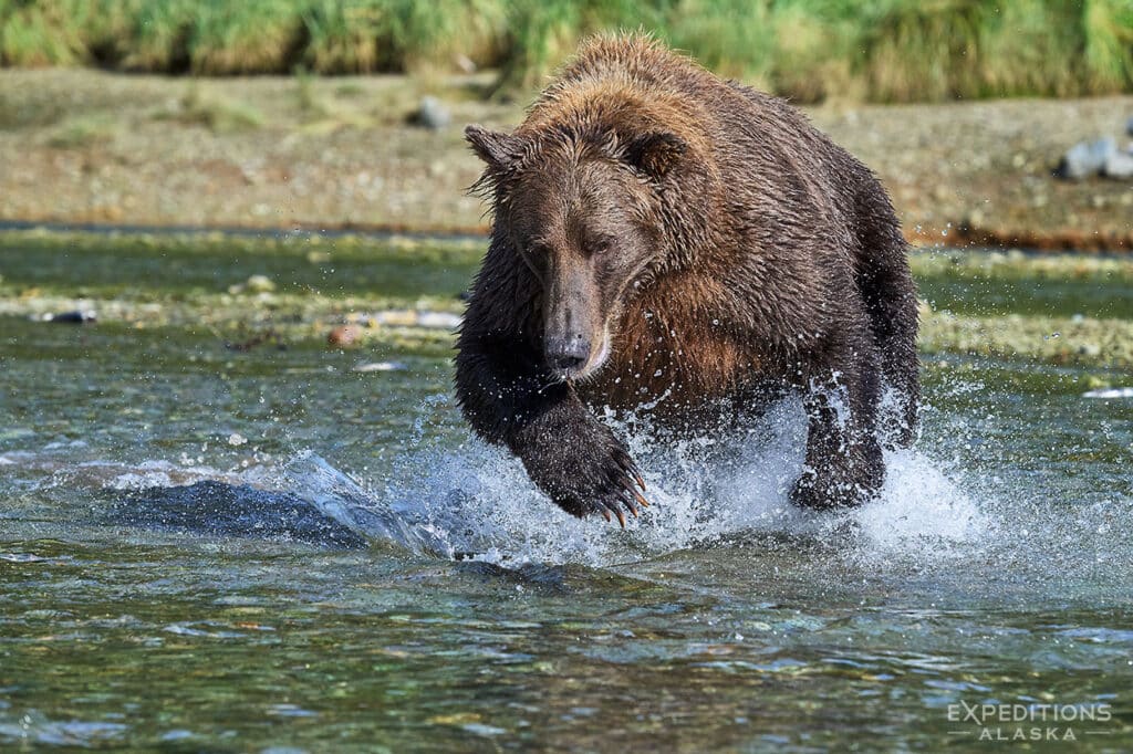 Female brown bear fishing for salmon in Katmai National Park, Alaska.