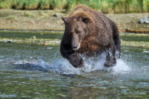 Bear fishing for salmon.