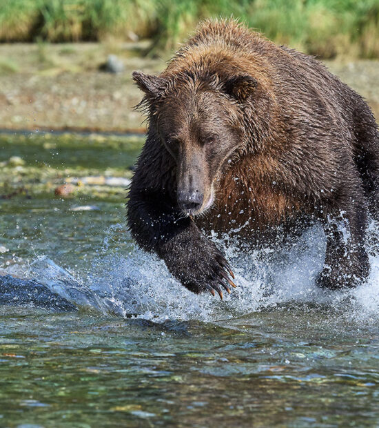 Bear fishing for salmon.