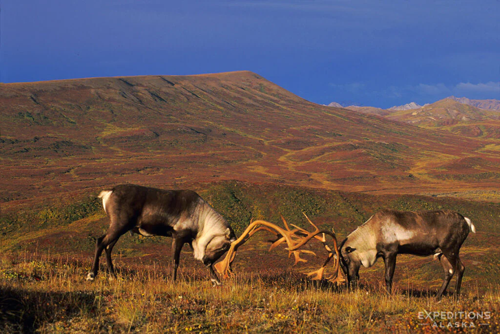 2 mature bull caribou sparring in Denali National Park and Preserve.