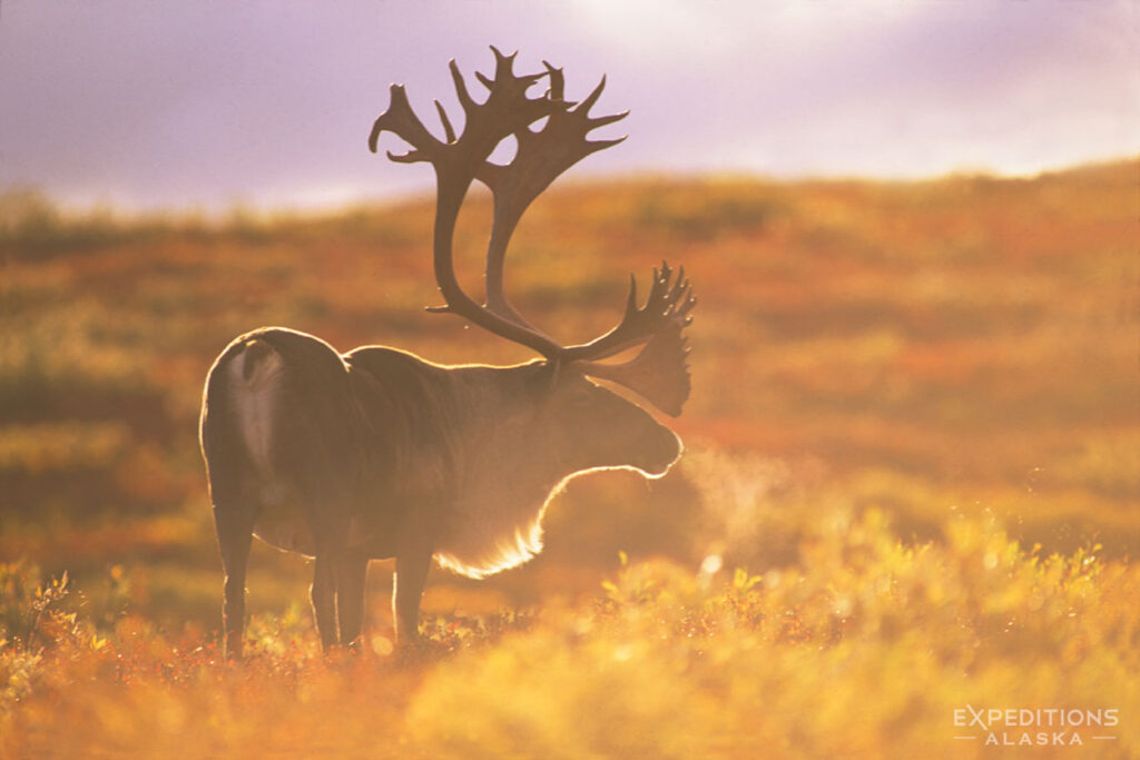 Bull caribou and morning light.