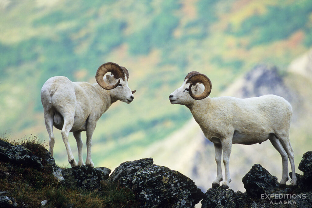 2 Dall sheep rams check each other out in Denali National Park and Preserve.