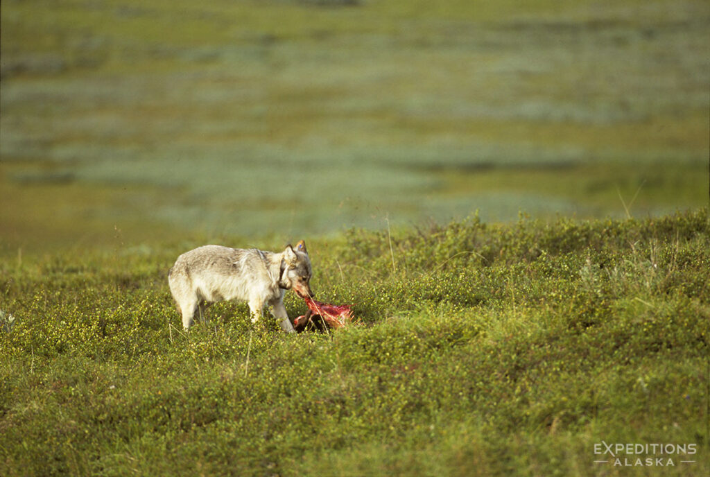 Female grey wolf with prey in Denali National Park and Preserve.