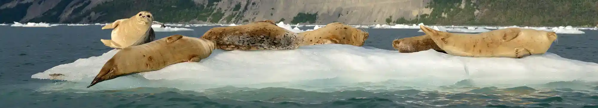 Guided Alaska Sea Kayak trips Harbor Seals on iceberg, Icy Bay, Wrangell-St. Elias National Park, Alaska.