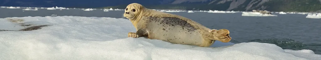 Sea Kayaking in Alaska with harbor seal on iceberg.