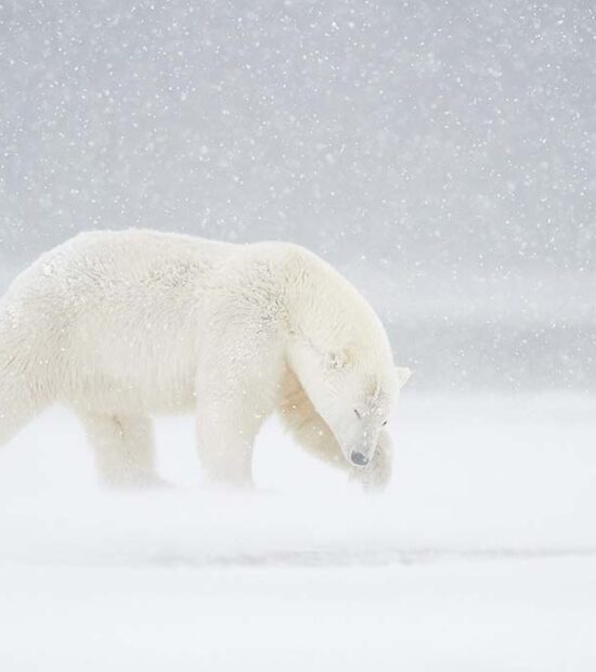 Polar bear in a snowstorm, Alaska.