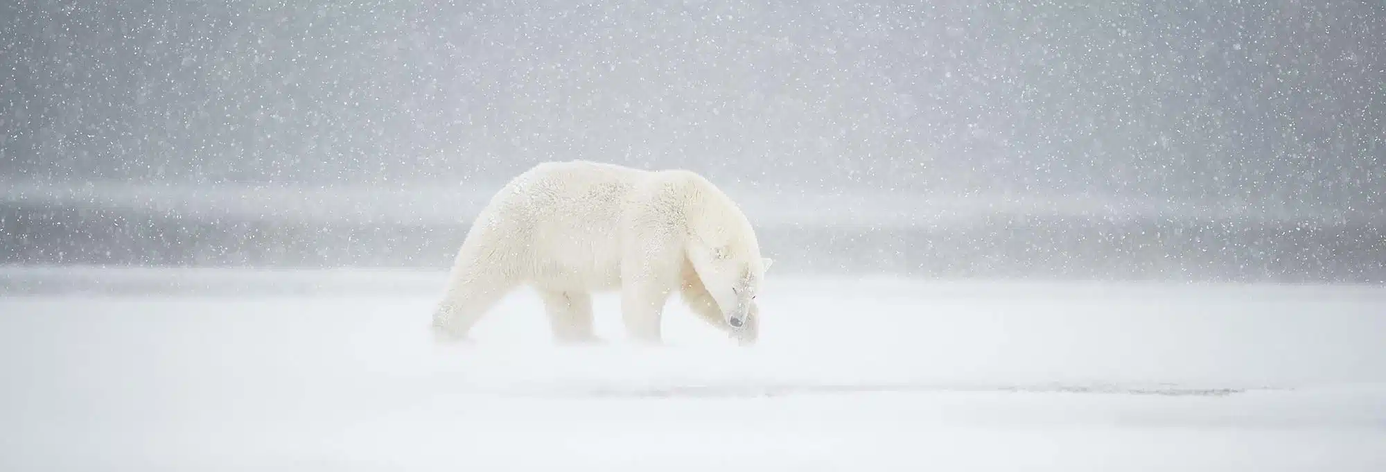 Polar bear in a snowstorm, Alaska.