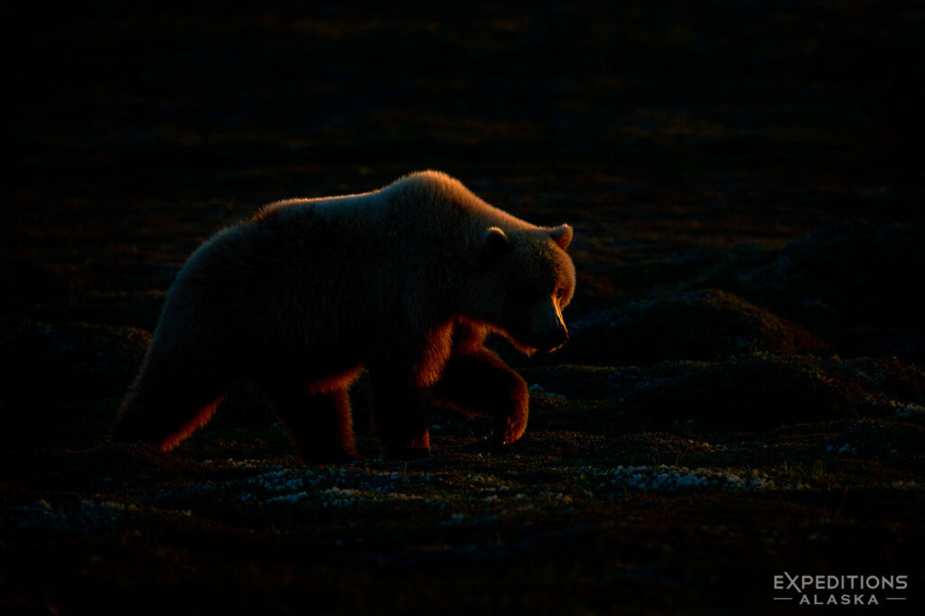 Backlit brown bear in Katmai National Park, Alaska.