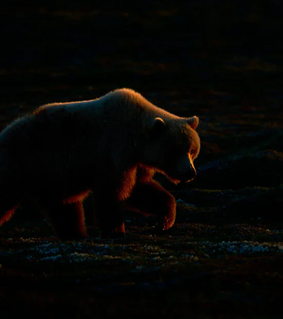 Backlit brown bear in Katmai National Park, Alaska.