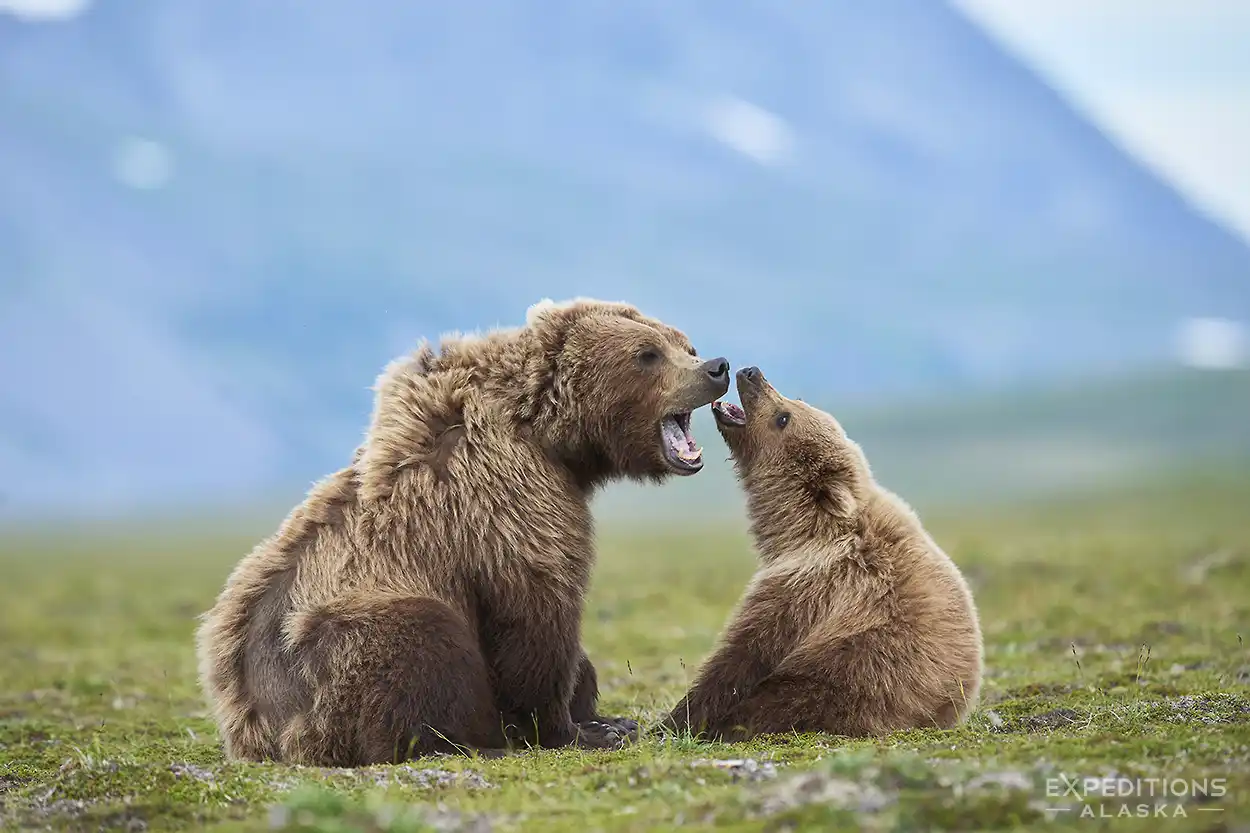 Brown bears in Katmai National Park, Alaska.