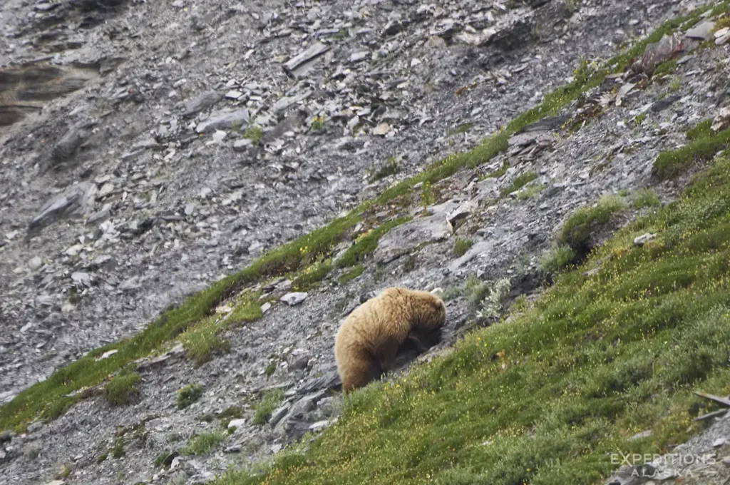 Alaska grizzly bear in Gates of the Arctic National Park Noata Rafting trip.
