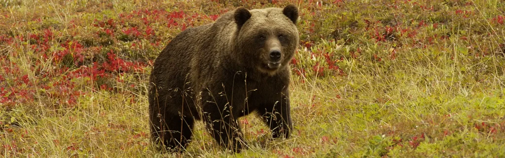 Grizzly bear encounter while on a backpacking trip in Wrangell-St. Elias National Park