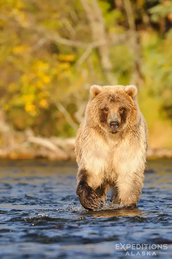 Brown bear walking up a river looking for salmon, Katmai National Park, Alaska.