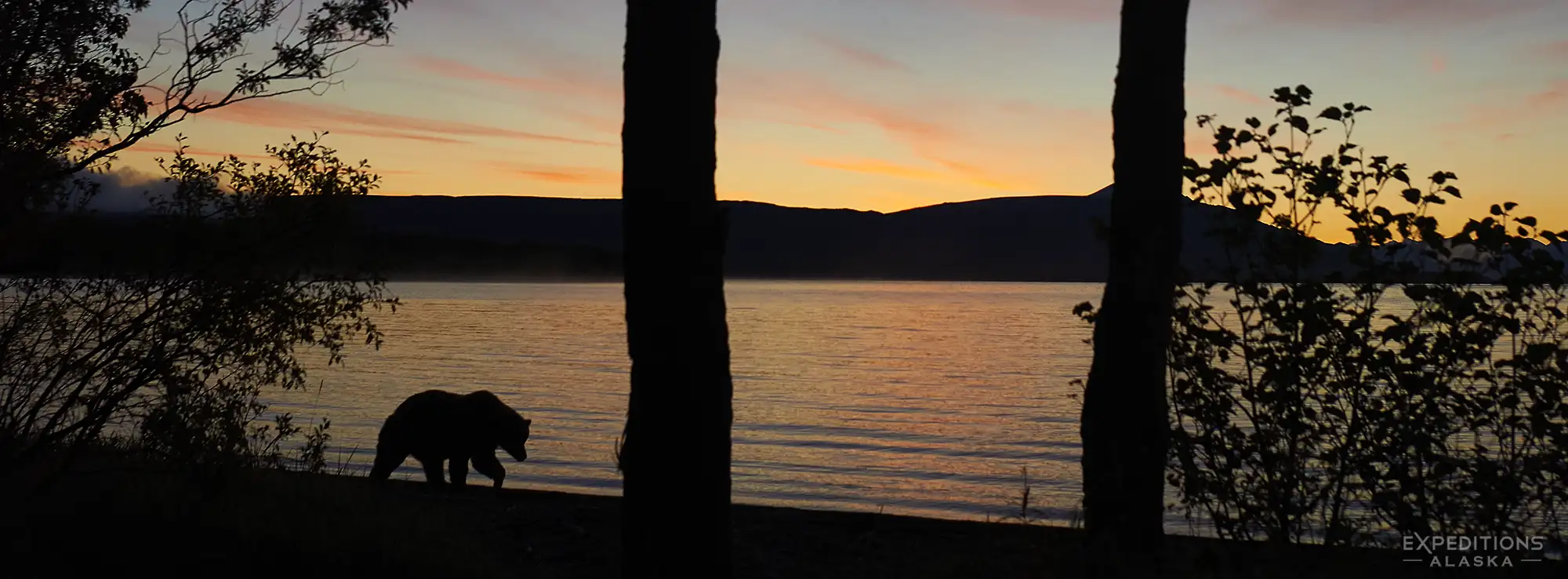 Silhouetted brown bear at Naknek Lake, Katmai National Park, Alaska.