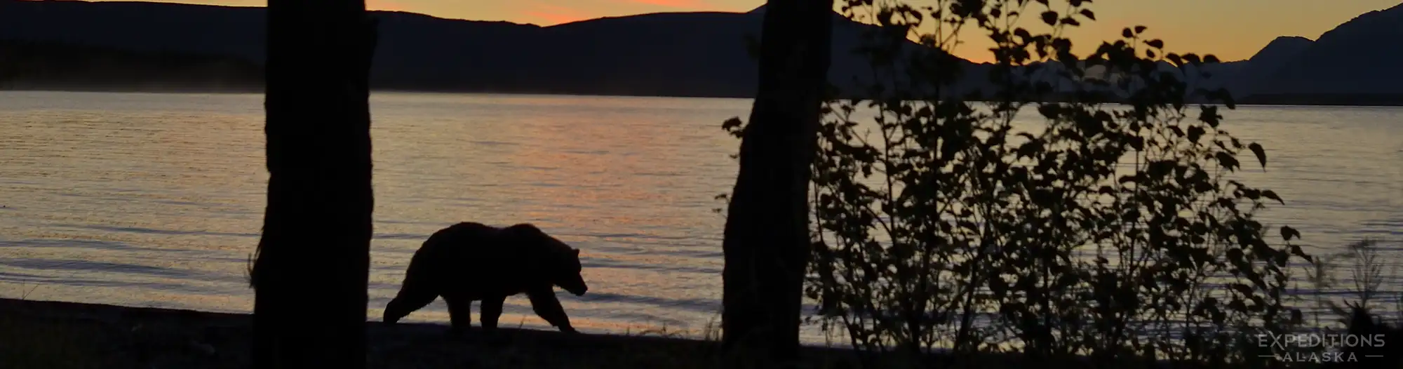 Alaska bear tours silhouette of a brown bear, Katmai National Park.