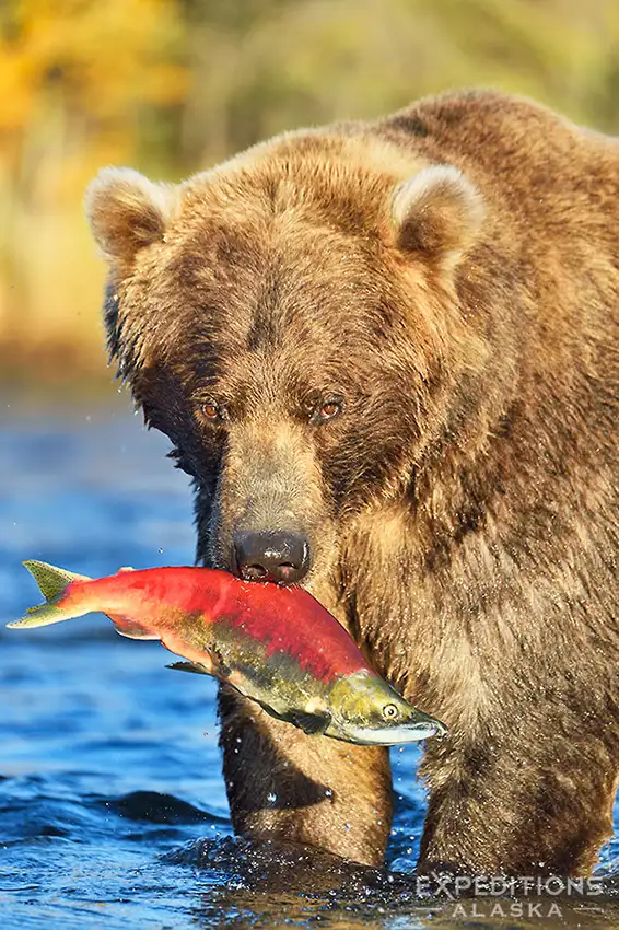 Alaska bear photo tour; brown bear with red salmon.