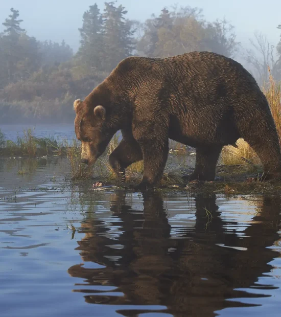 Our Alaska bear photo Tours are a quest for photos of bears like this.