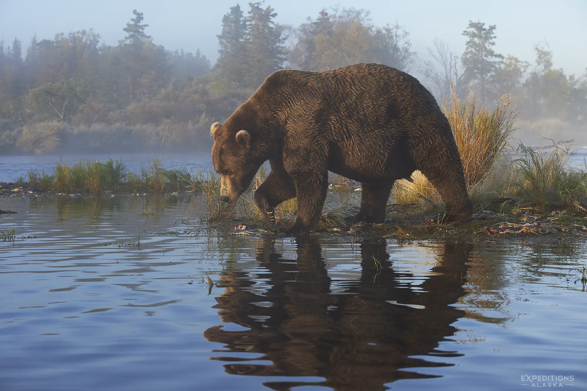 Our Alaska bear photo Tours are a quest for photos of bears like this.
