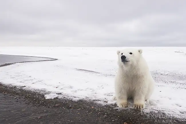 Young polar bear cub in Arctic Alaska.
