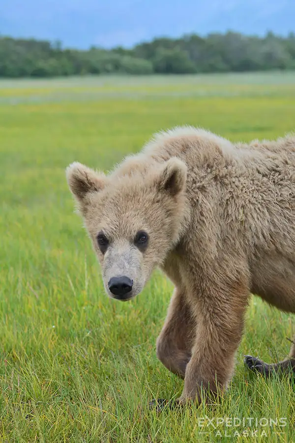 Alaska coastal bear photo tour Hallo Bay.
