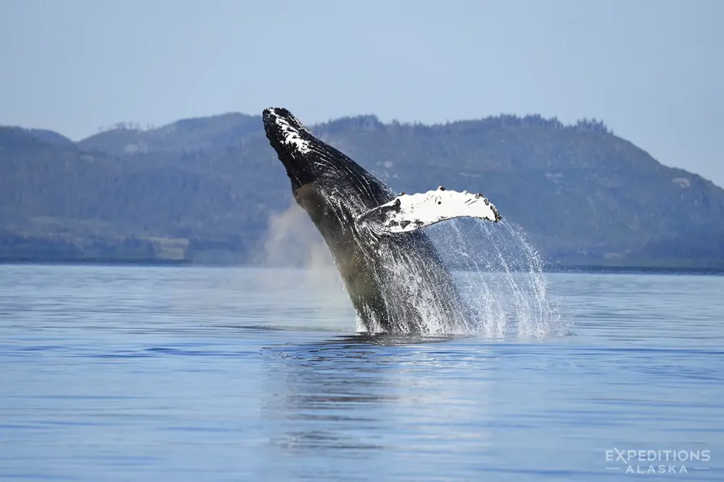 A humpback whale breaching out of the Pacific Ocean Alaska