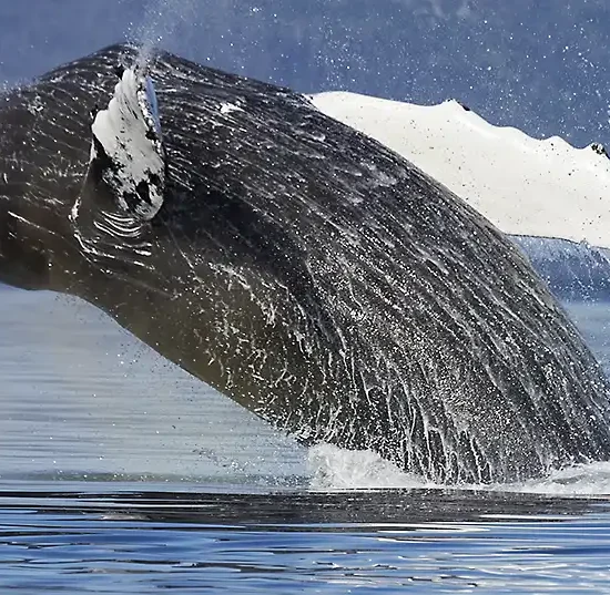 A humpback whale breaching out Prince William Sound, Alaska.