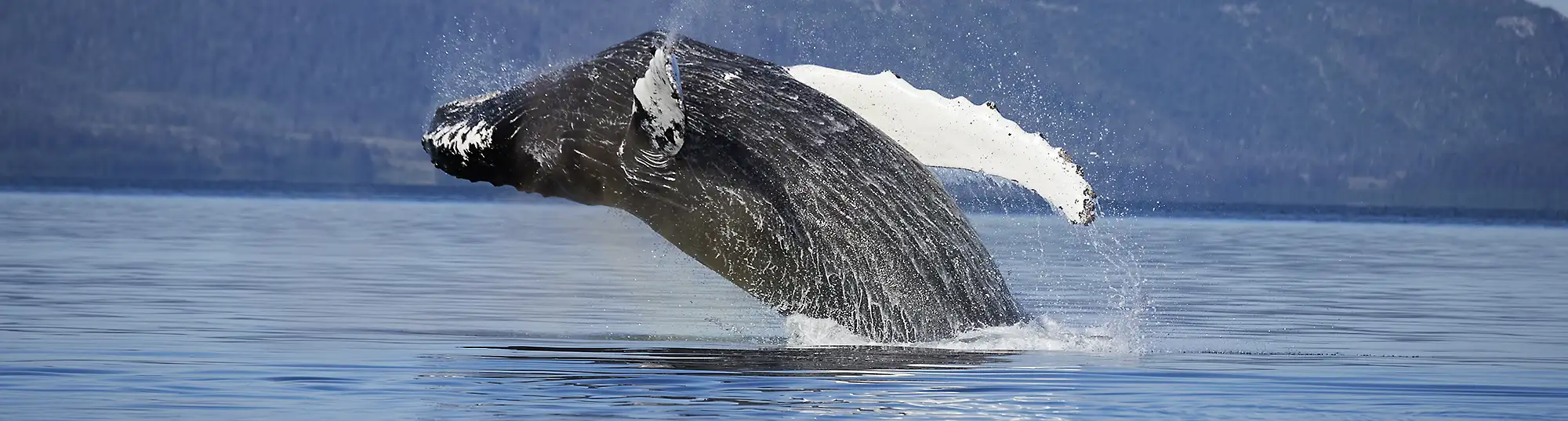 A humpback whale breaching out Prince William Sound, Alaska.
