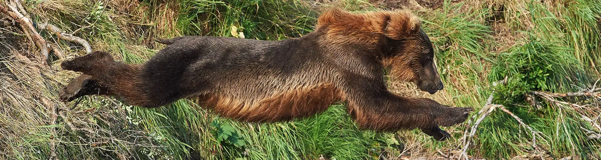 Brown bear diving off a riverbank for a salmon in Katmai National Park, Alaska.
