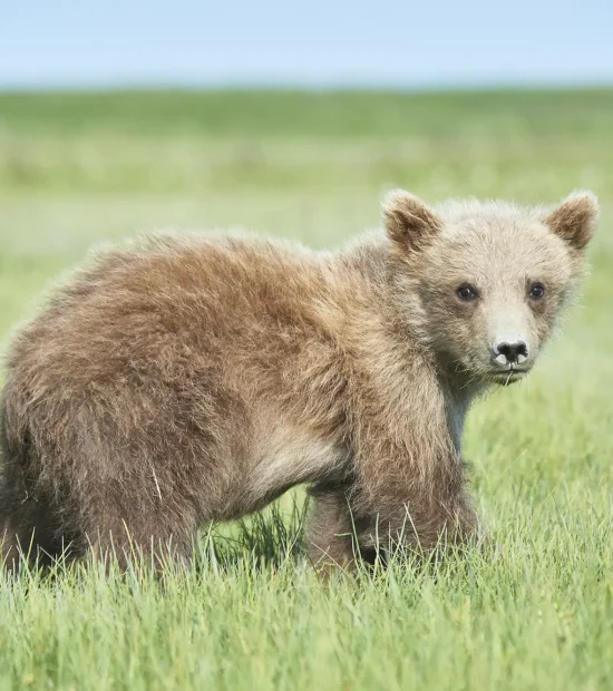 Alaska brown bear photo tour bear cub, Katmai National Park.